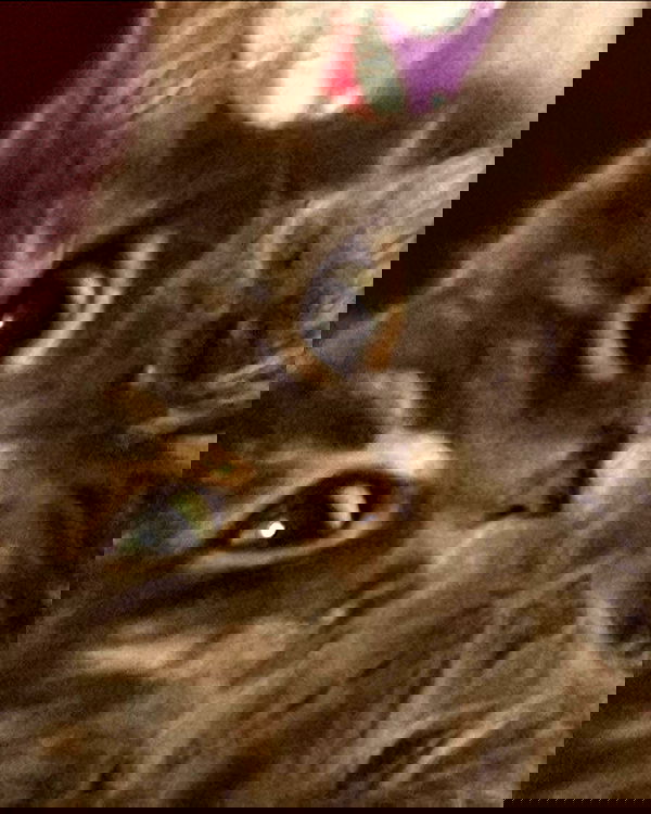 nixxi.cat nixxi.cat archive image