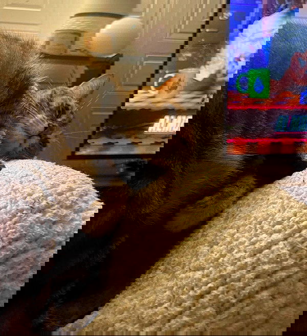 nixxi.cat nixxi.cat archive image