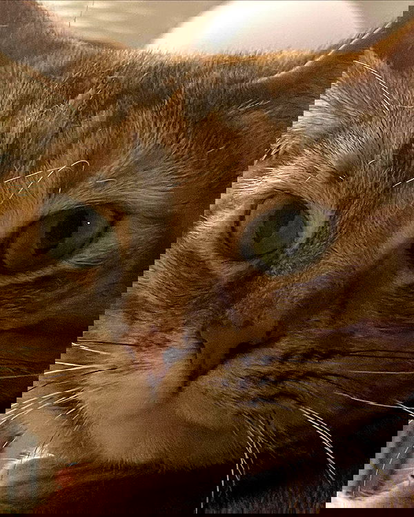 nixxi.cat nixxi.cat archive image