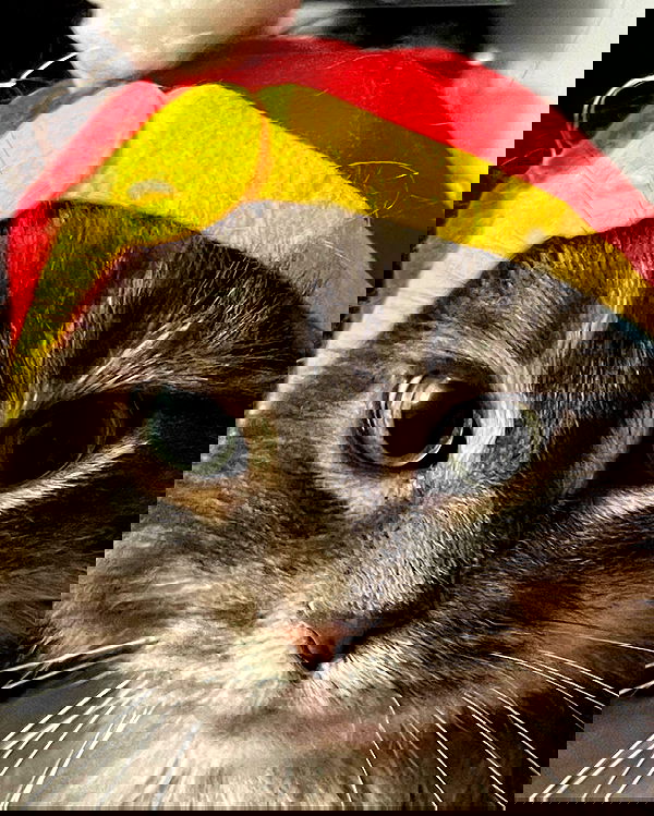 nixxi.cat nixxi.cat archive image