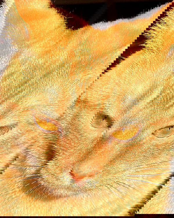 nixxi.cat nixxi.cat archive image