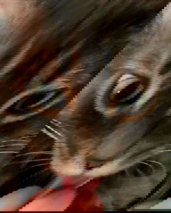 nixxi.cat nixxi.cat archive image