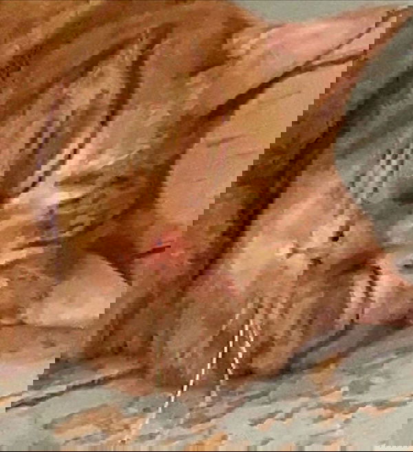 nixxi.cat nixxi.cat archive image