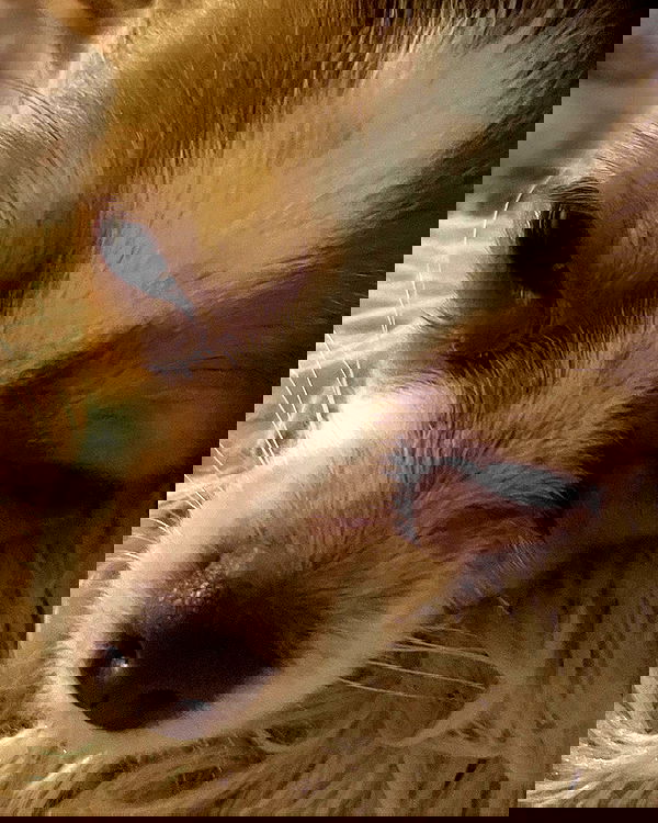 nixxi.cat nixxi.cat archive image