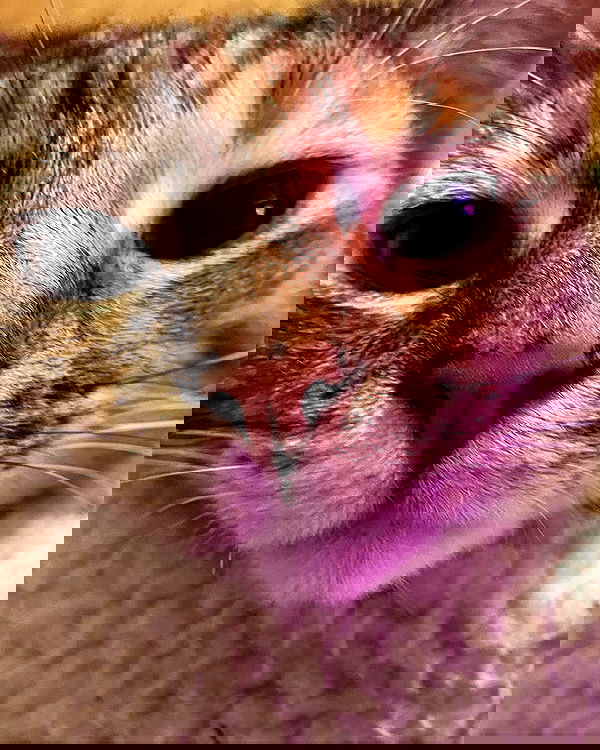 nixxi.cat nixxi.cat archive image