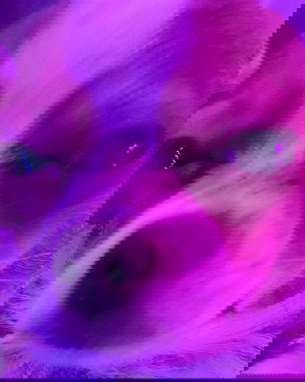 nixxi.cat nixxi.cat archive image