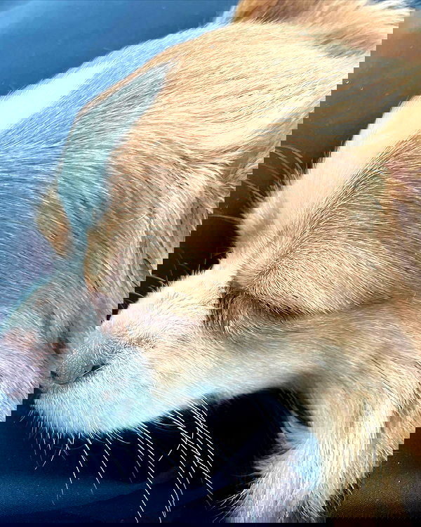 nixxi.cat nixxi.cat archive image