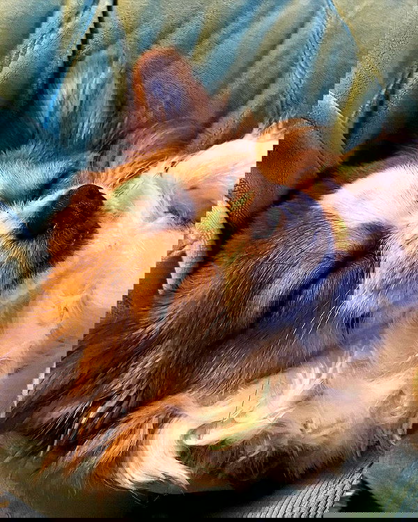 nixxi.cat nixxi.cat archive image