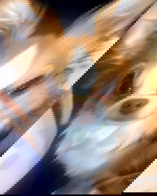 nixxi.cat nixxi.cat archive image