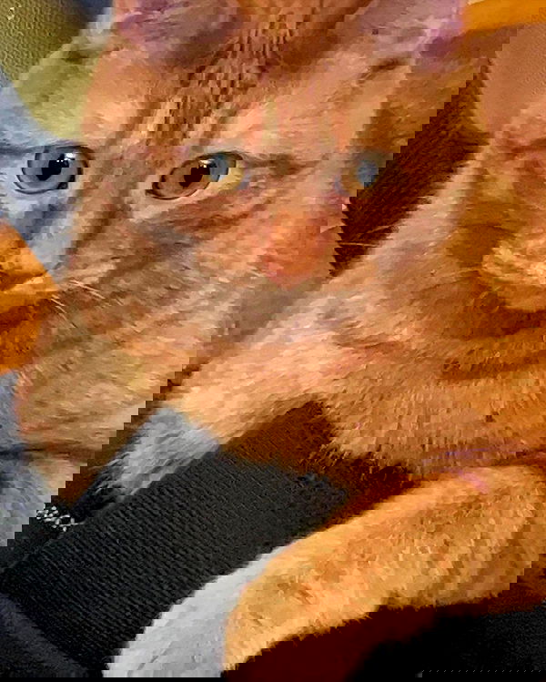 nixxi.cat nixxi.cat archive image