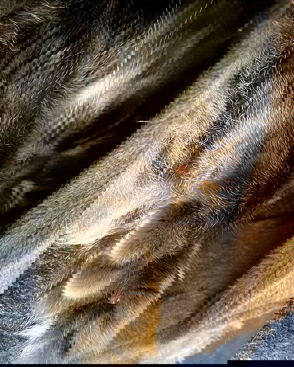 nixxi.cat nixxi.cat archive image