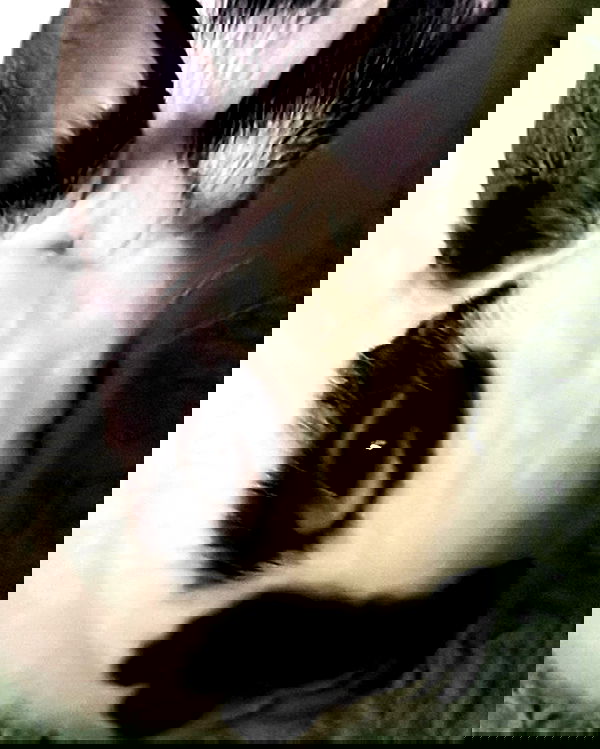 nixxi.cat nixxi.cat archive image