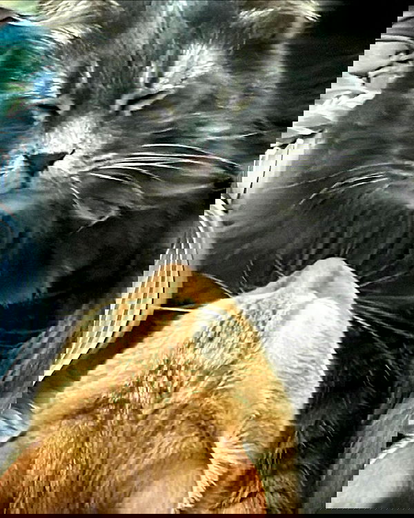 nixxi.cat nixxi.cat archive image