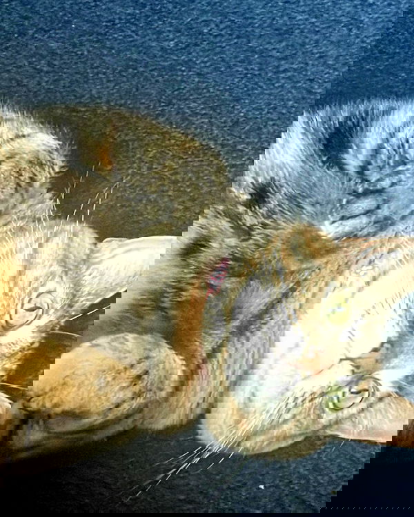 nixxi.cat nixxi.cat archive image