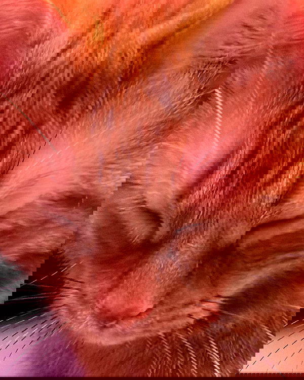 nixxi.cat nixxi.cat archive image