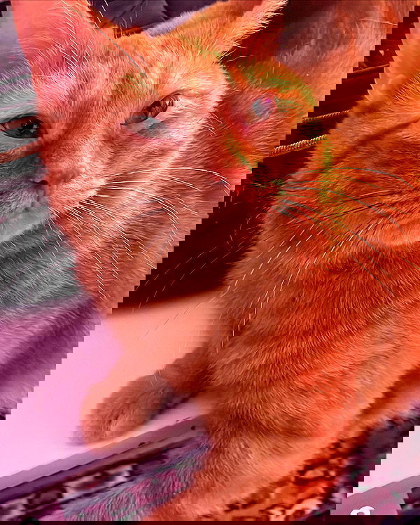 nixxi.cat nixxi.cat archive image