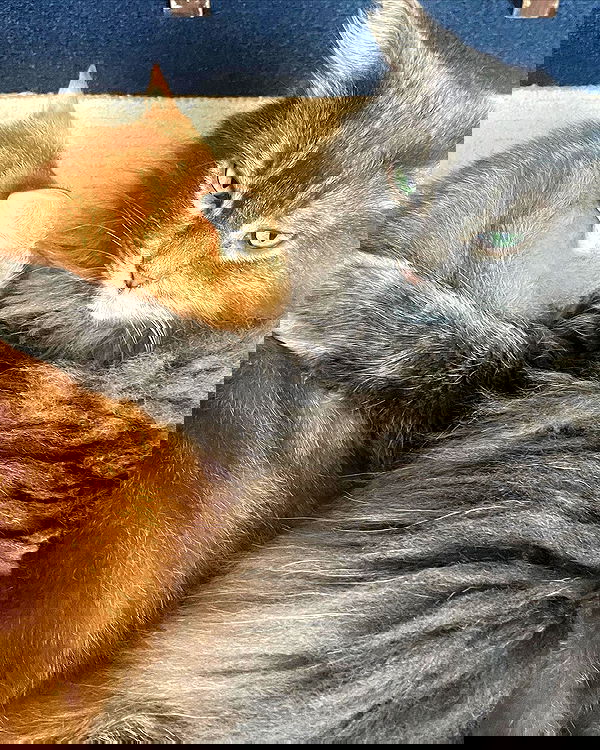 nixxi.cat nixxi.cat archive image