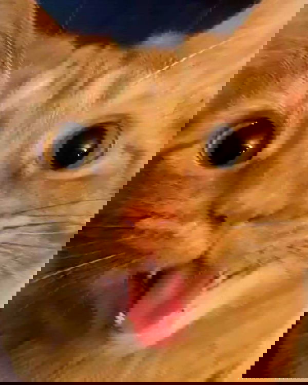 nixxi.cat nixxi.cat archive image