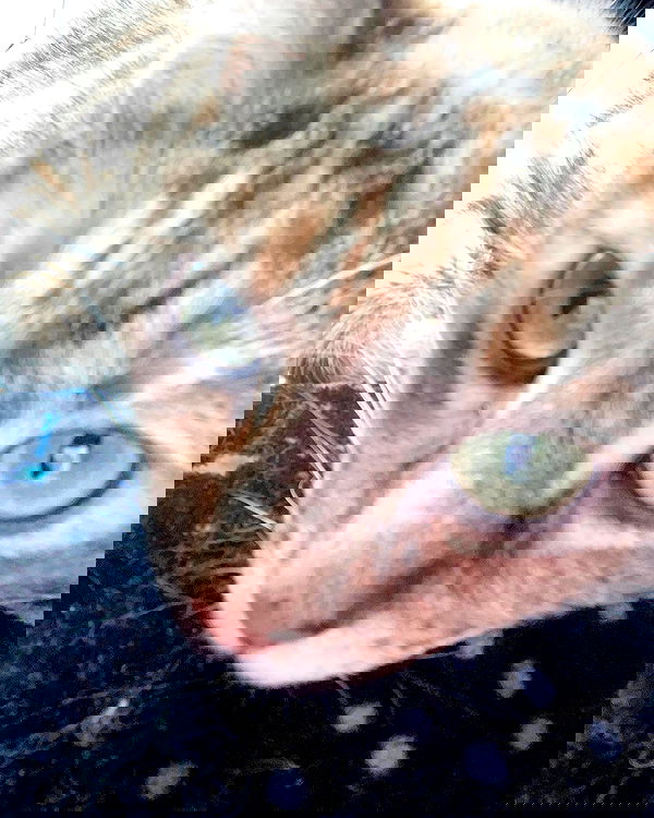 nixxi.cat nixxi.cat archive image