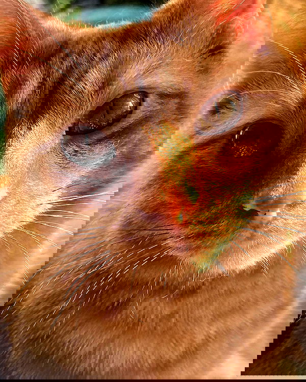 nixxi.cat nixxi.cat archive image