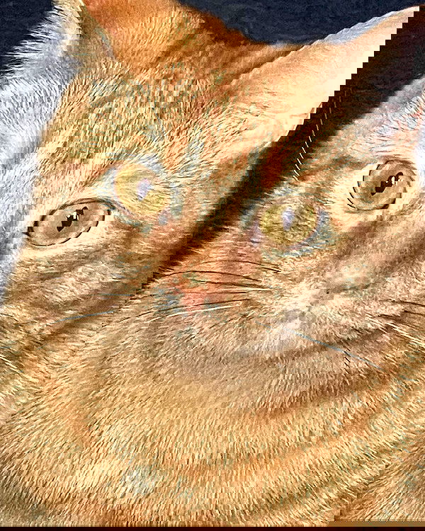 nixxi.cat nixxi.cat archive image