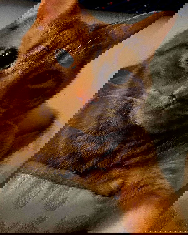 nixxi.cat nixxi.cat archive image