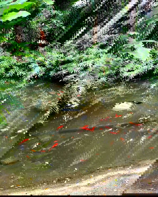 nixxi.cat nixxi.cat archive image