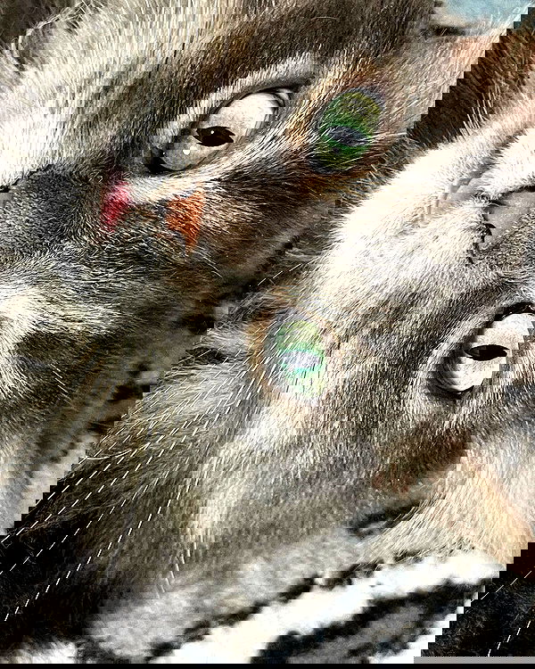 nixxi.cat nixxi.cat archive image