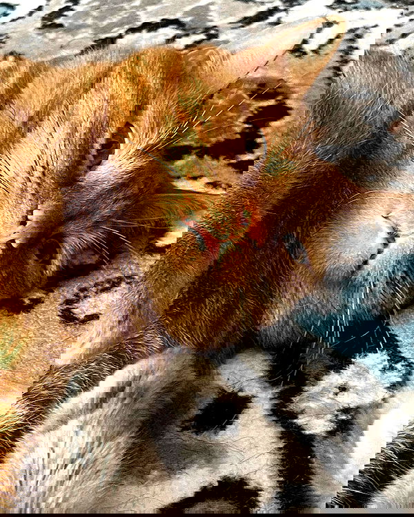 nixxi.cat nixxi.cat archive image