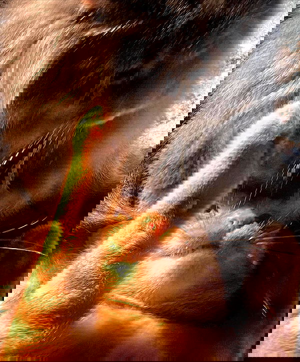 nixxi.cat nixxi.cat archive image