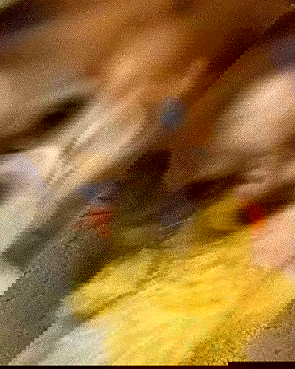 nixxi.cat nixxi.cat archive image