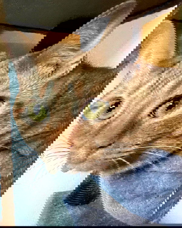 nixxi.cat nixxi.cat archive image