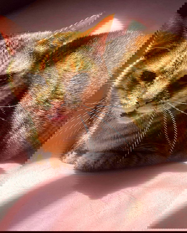 nixxi.cat nixxi.cat archive image