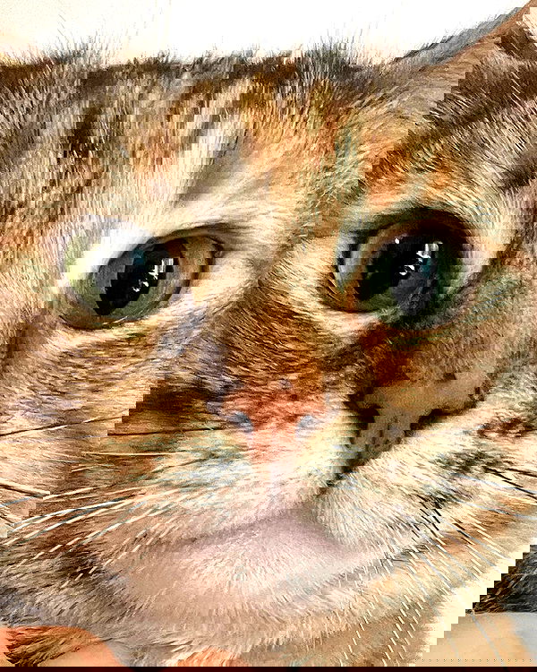 nixxi.cat nixxi.cat archive image
