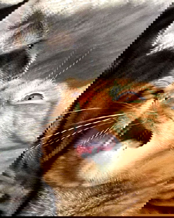 nixxi.cat nixxi.cat archive image