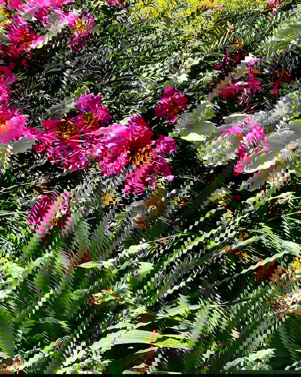 nixxi.cat nixxi.cat archive image