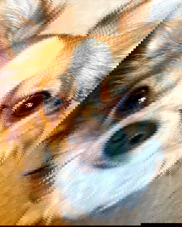 nixxi.cat nixxi.cat archive image