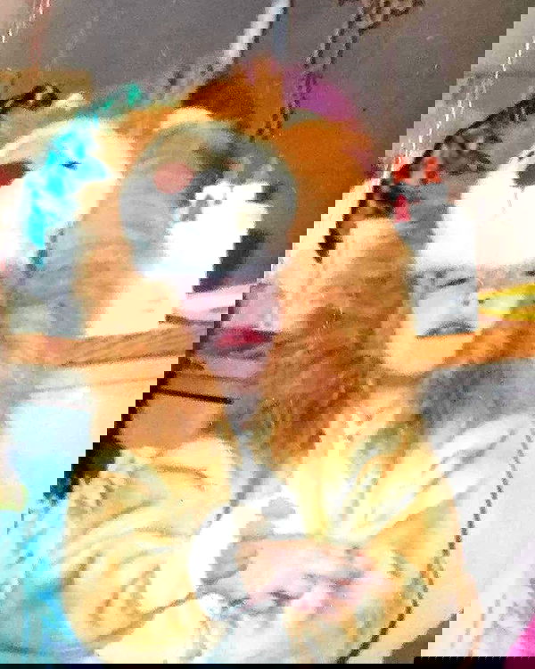 nixxi.cat nixxi.cat archive image