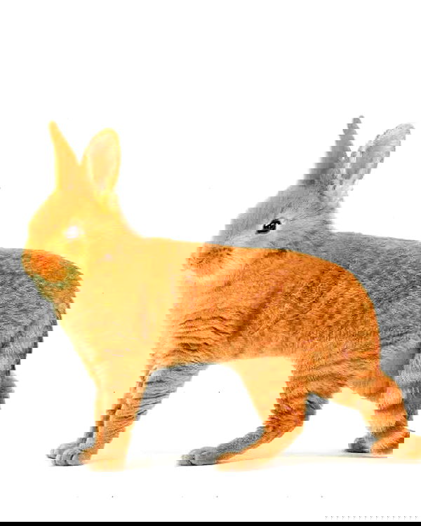 nixxi.cat nixxi.cat archive image