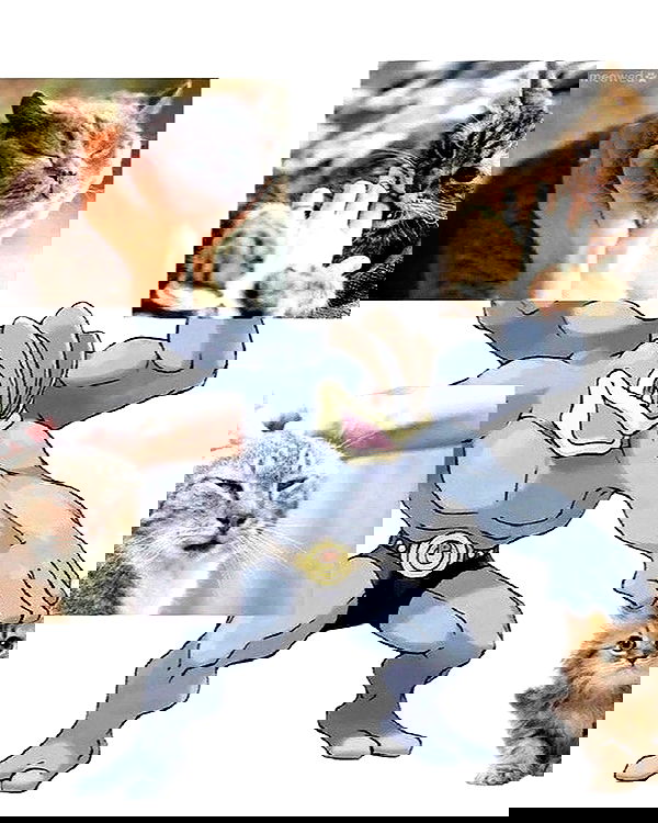 nixxi.cat nixxi.cat archive image