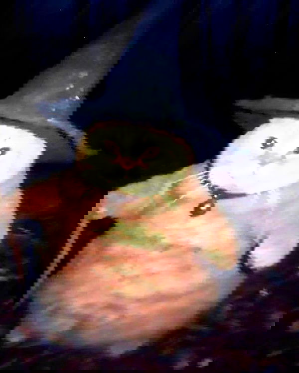 nixxi.cat nixxi.cat archive image