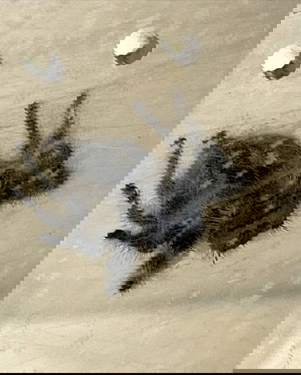 nixxi.cat nixxi.cat archive image