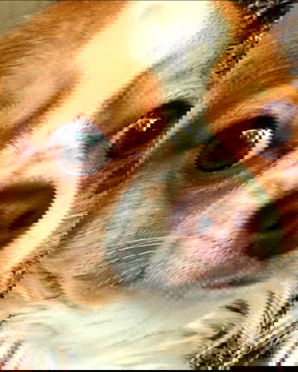 nixxi.cat nixxi.cat archive image