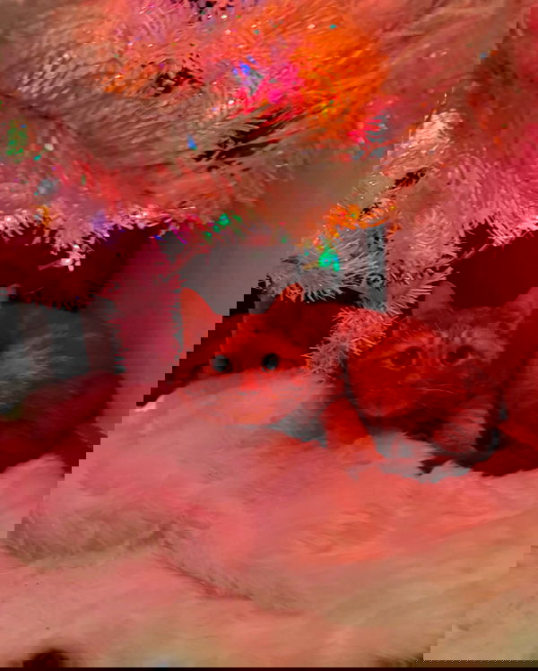 nixxi.cat nixxi.cat archive image