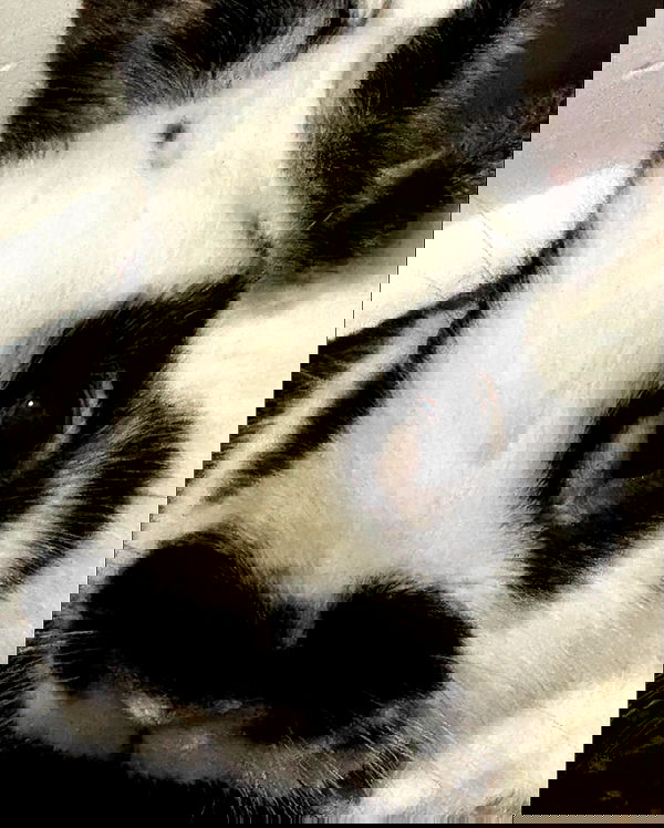 nixxi.cat nixxi.cat archive image