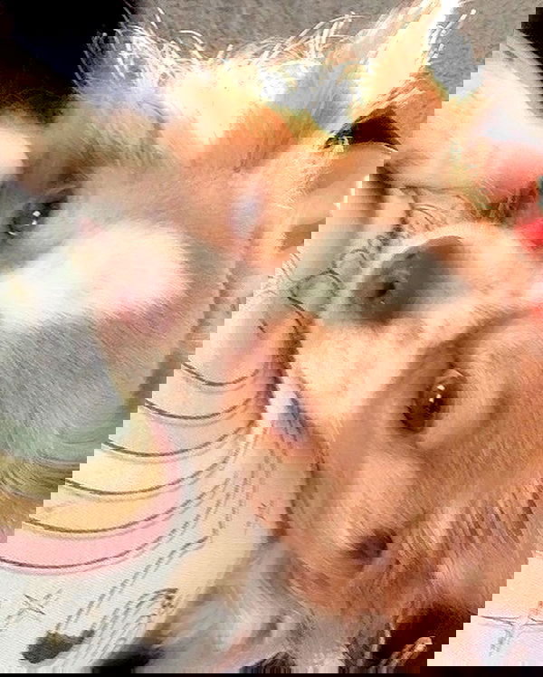 nixxi.cat nixxi.cat archive image