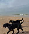 noa.benhemo Altpins Profile Picture