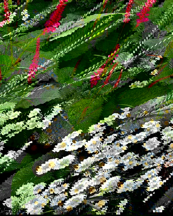 noa.mnk noa.mnk archive image