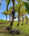 noa_mendel_ Altpins Profile Picture