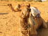 noa_mendel_ Altpins Profile Picture